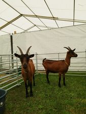 die BDE Ziegen von Züchterin Andrea Pust im Tierzelt